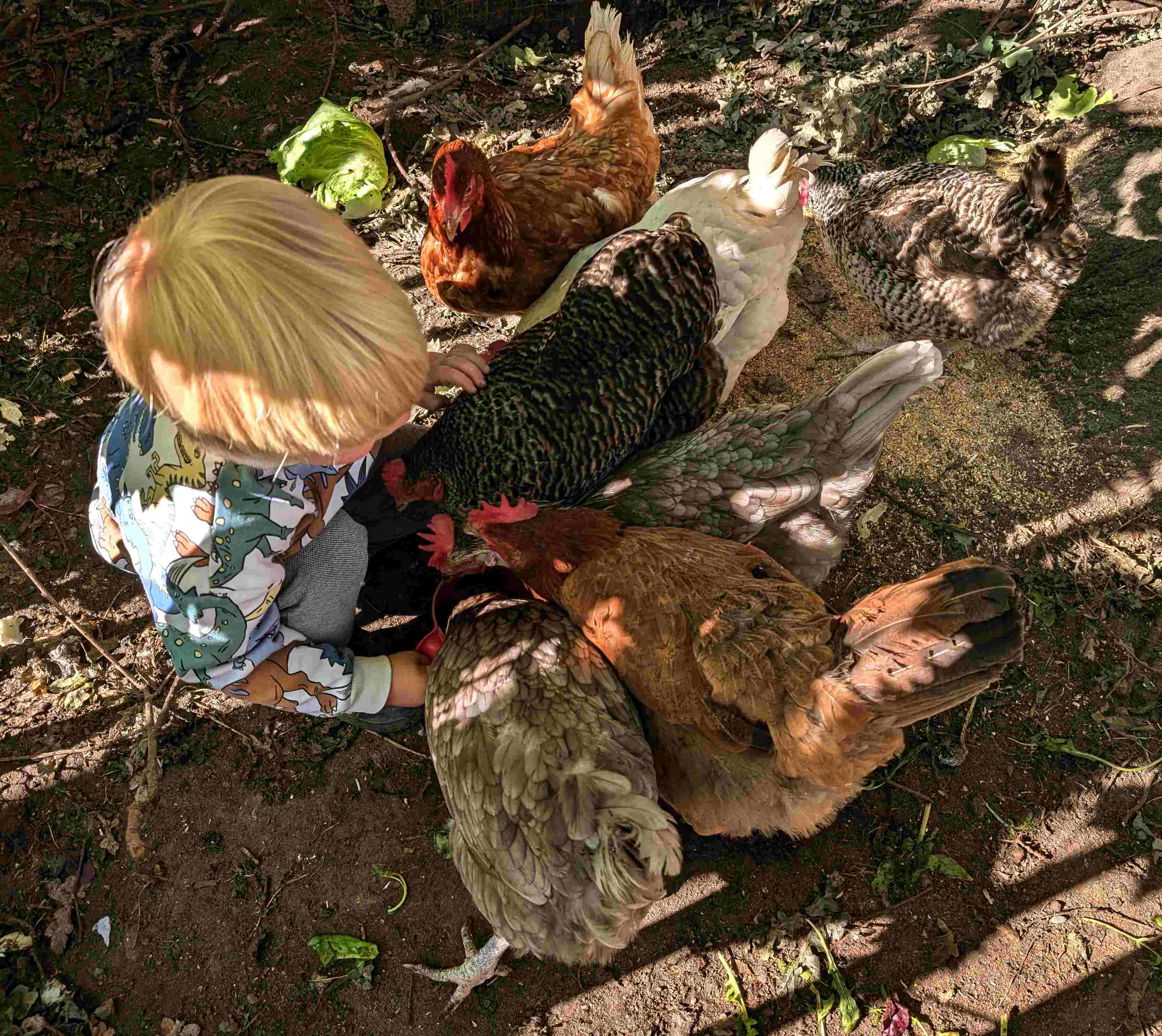 Hühner werden gefüttert