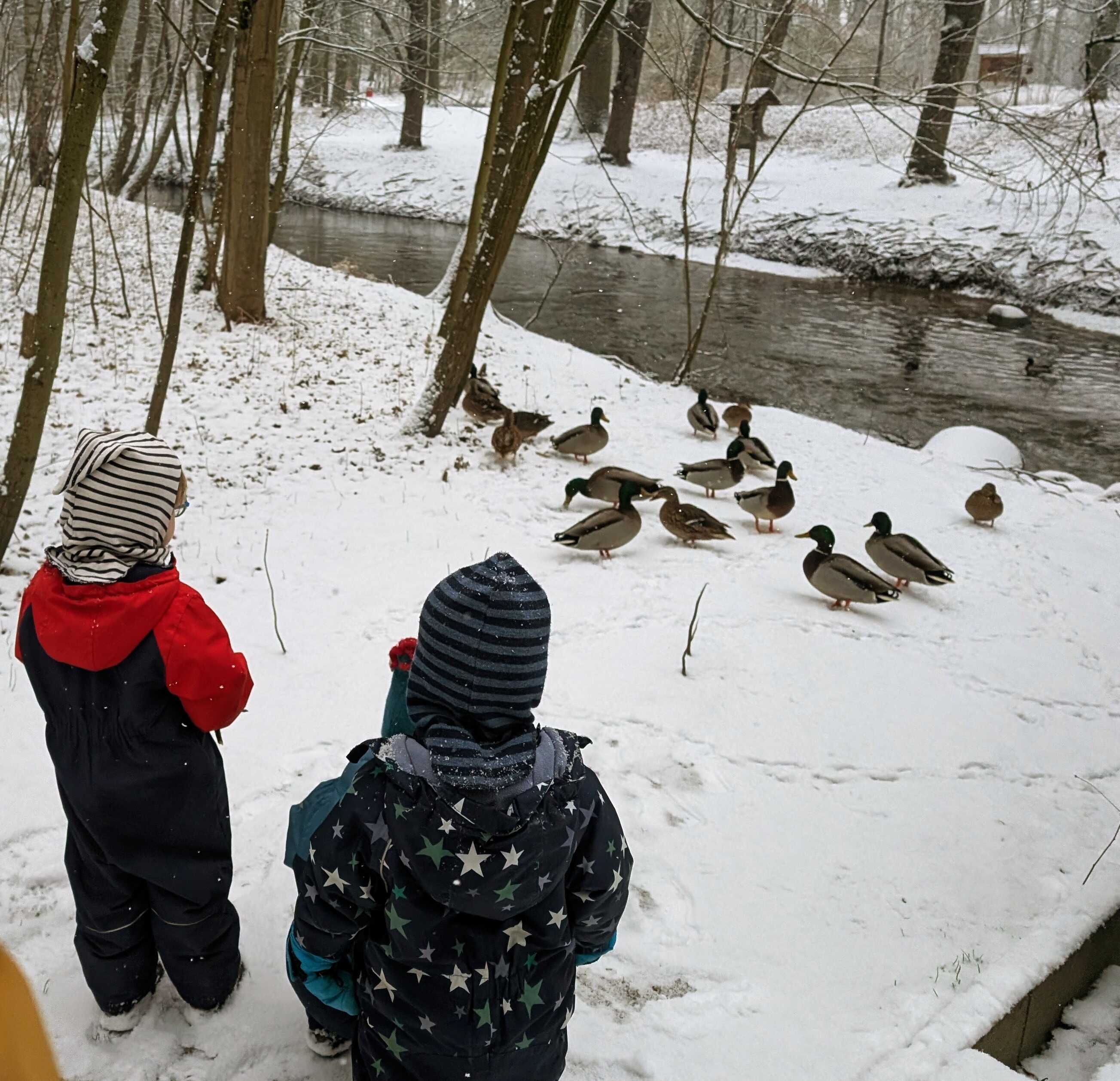 Kinder beobachten Enten im Schnee