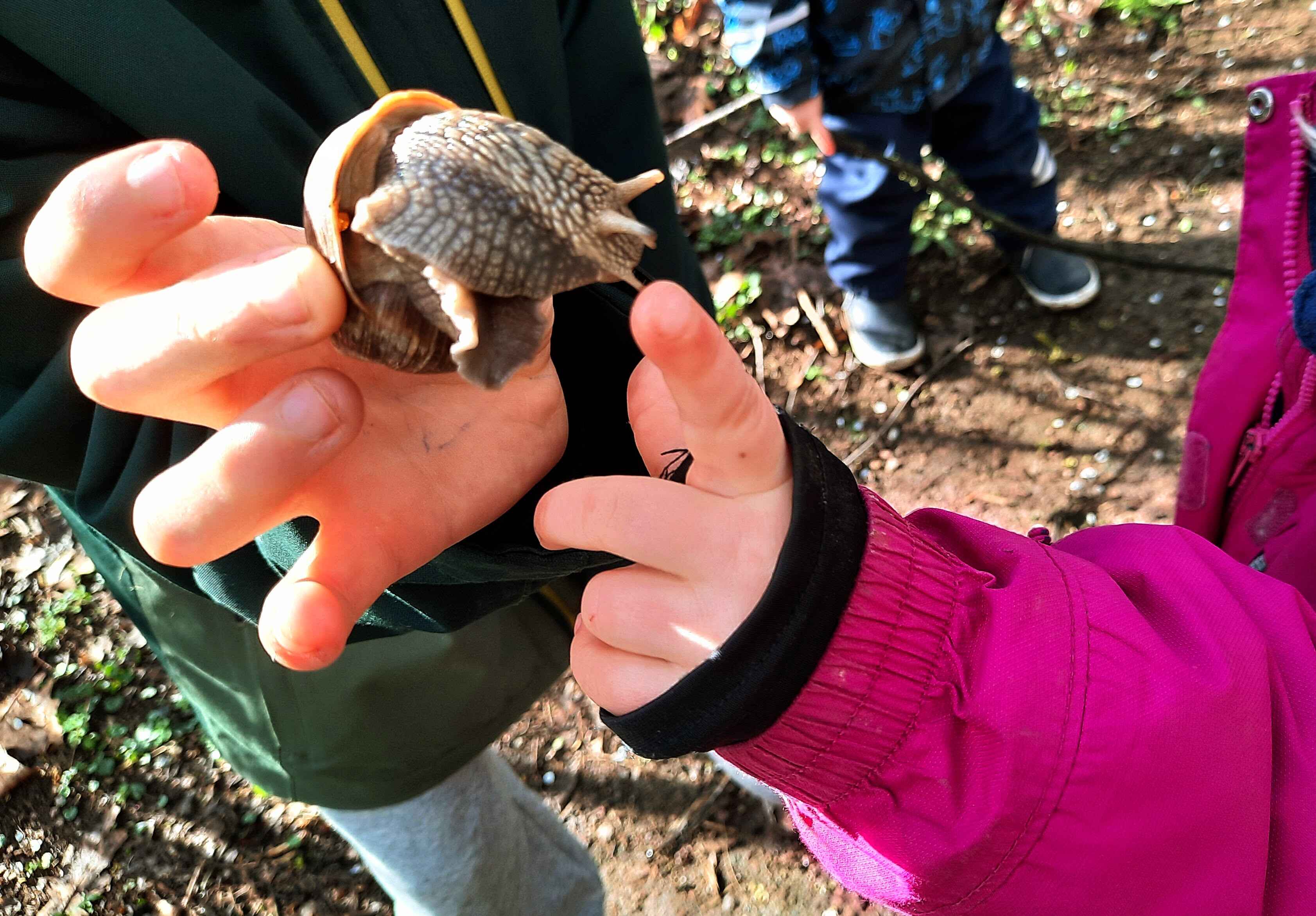 Ein Kind hält eine Weinbergschnecke