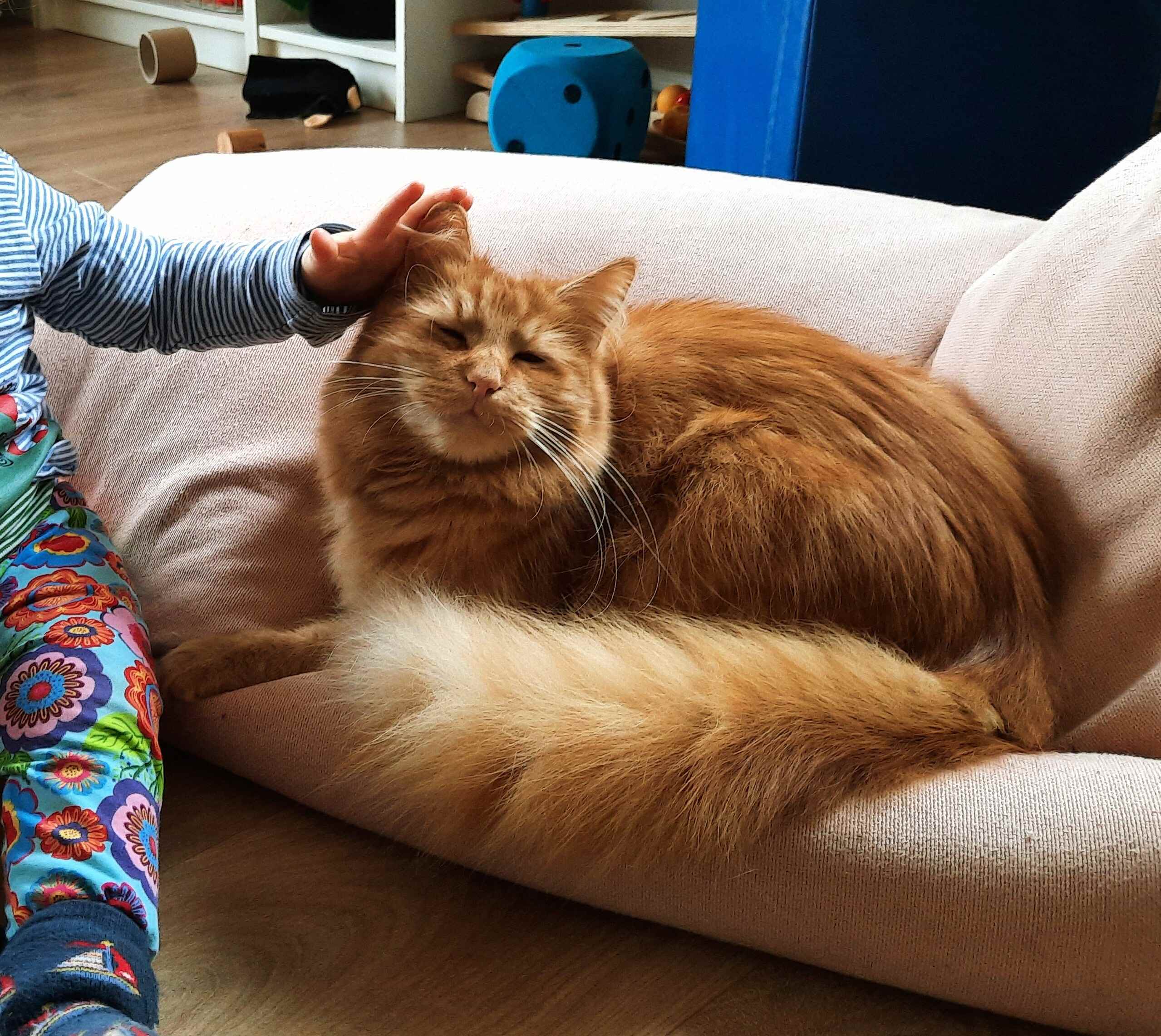 Ein Kind streichelt eine Katze