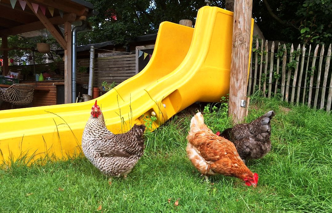 Hühner auf der Wiese