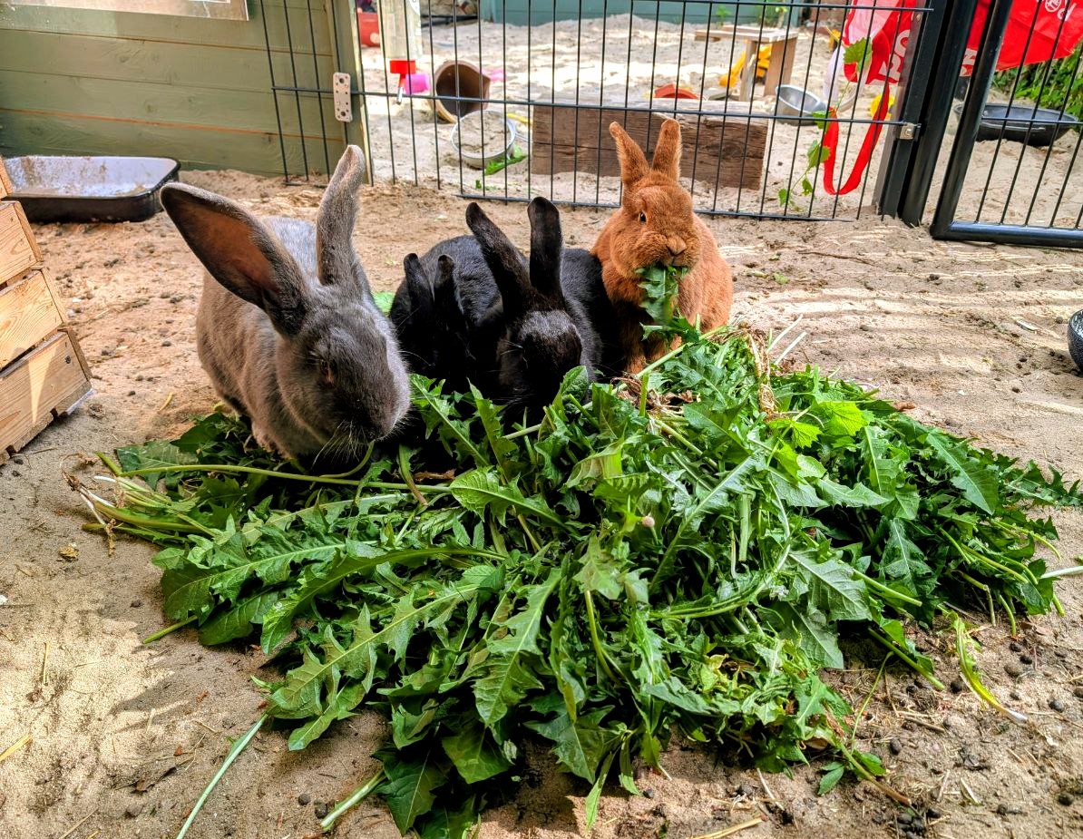 Drei Riesenkaninchen