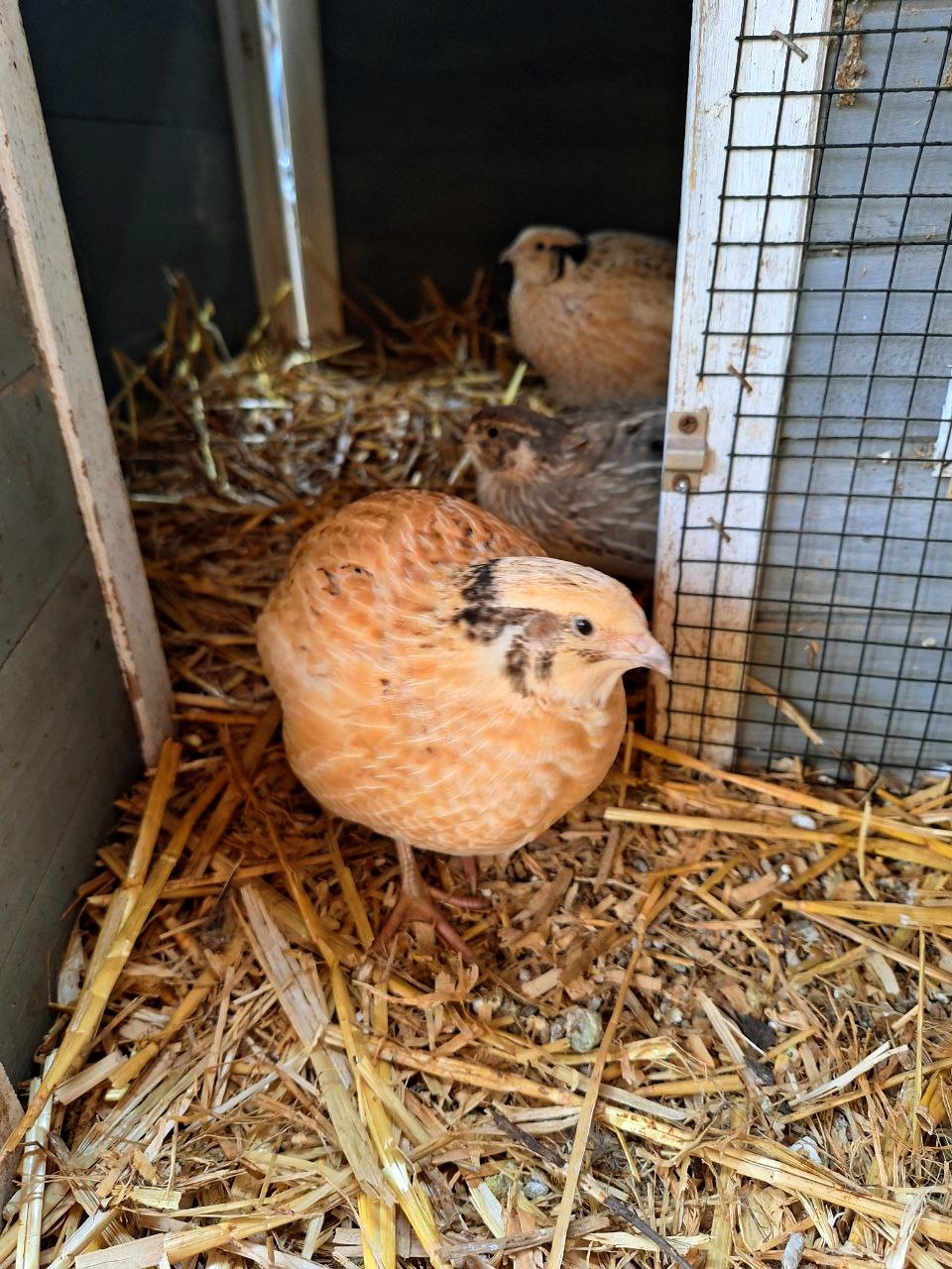 Zwei Wachteln im Stall